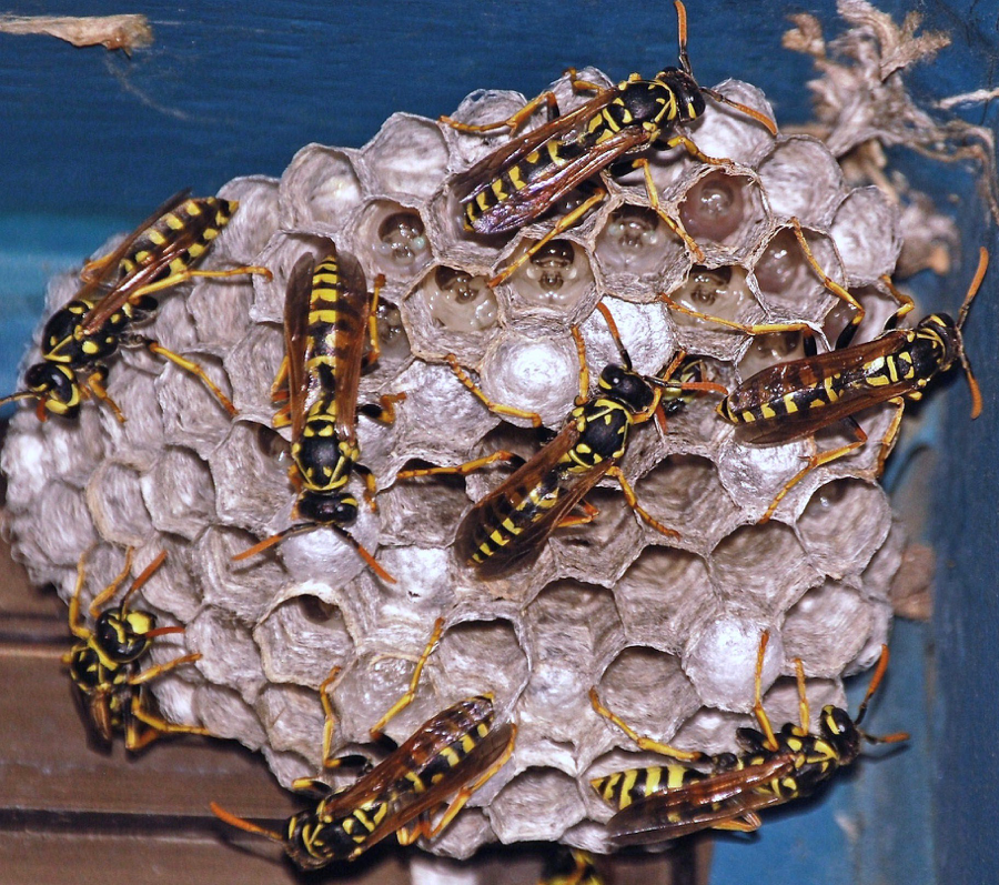 Best Time to Remove Wasp Nest in Toronto