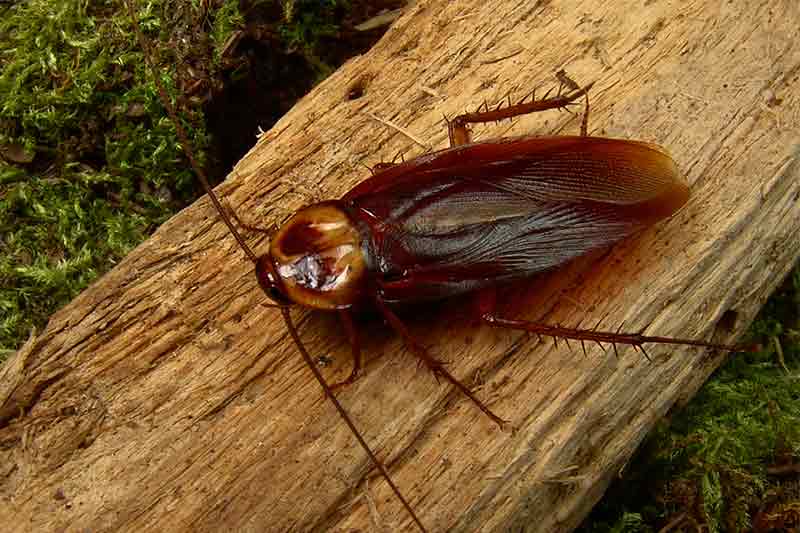types on common roaches in brampton