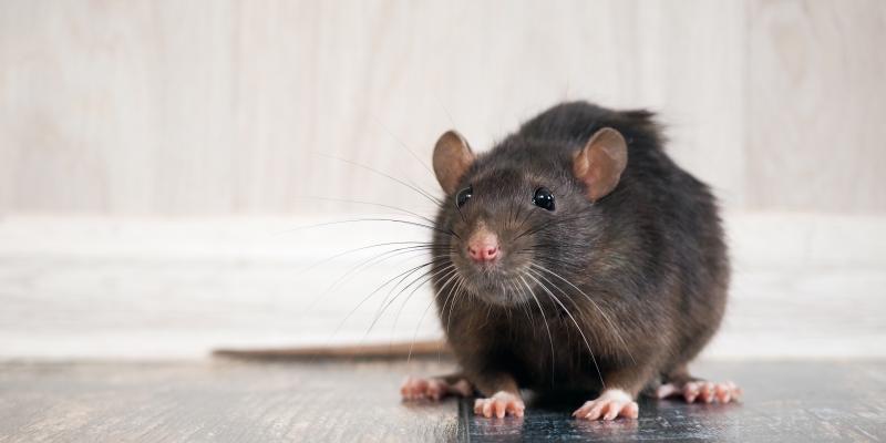 What Scent Will Keep Mice Away